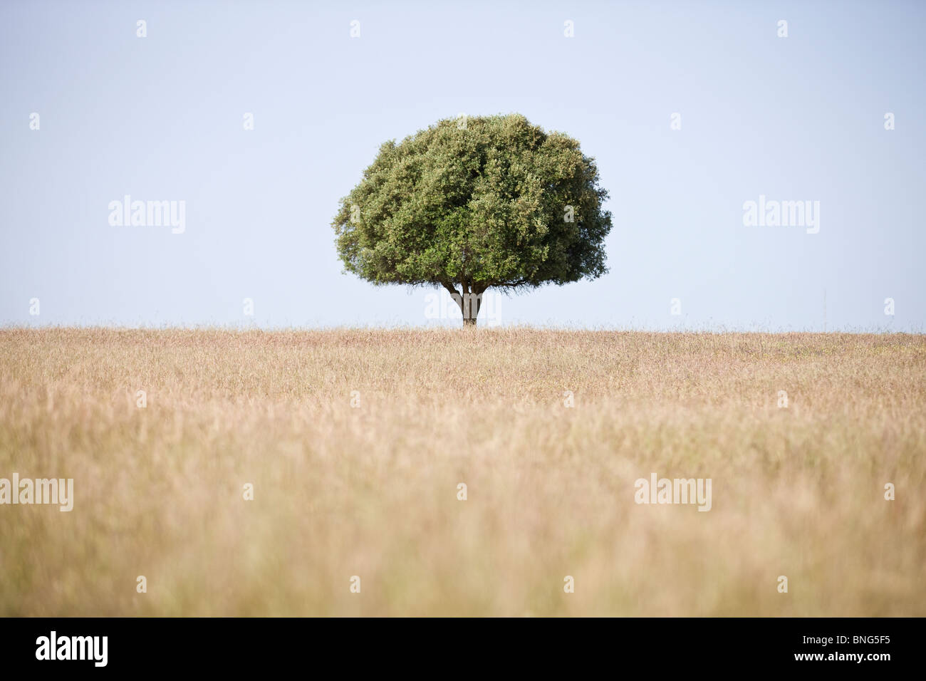 Un champ avec un arbre isolé à l'horizon Banque D'Images