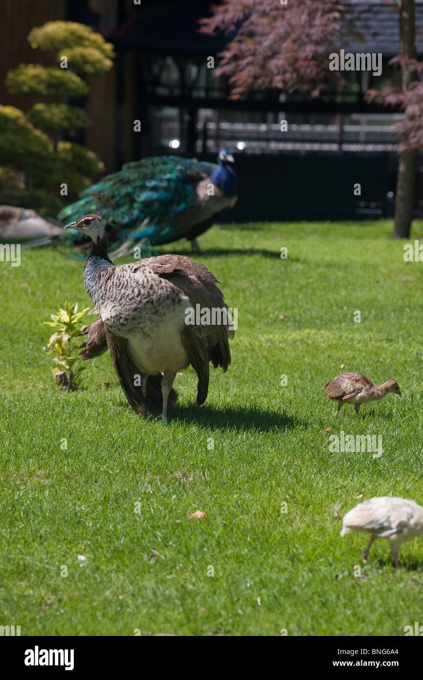 Paris, France, Parcs urbains, Jardins, paons 'Bois de Boulogne' avec de jeunes oiseaux, animaux urbains europe Banque D'Images