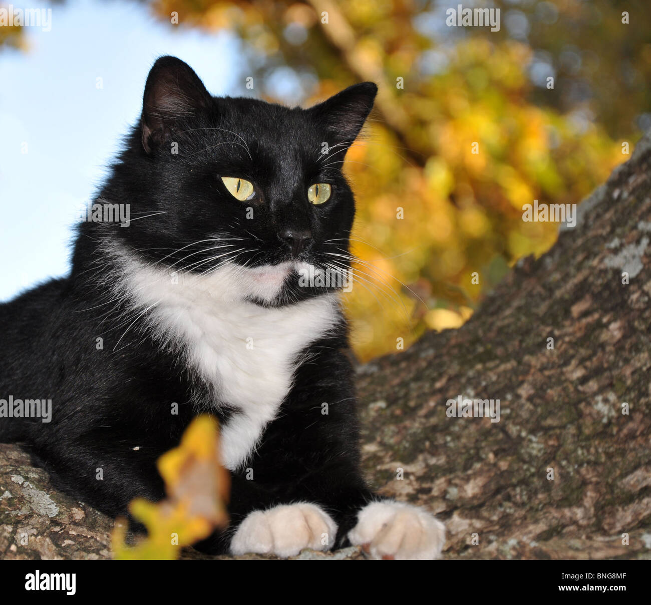 Handsome tuxedo cat avec des yeux dans un arbre Banque D'Images