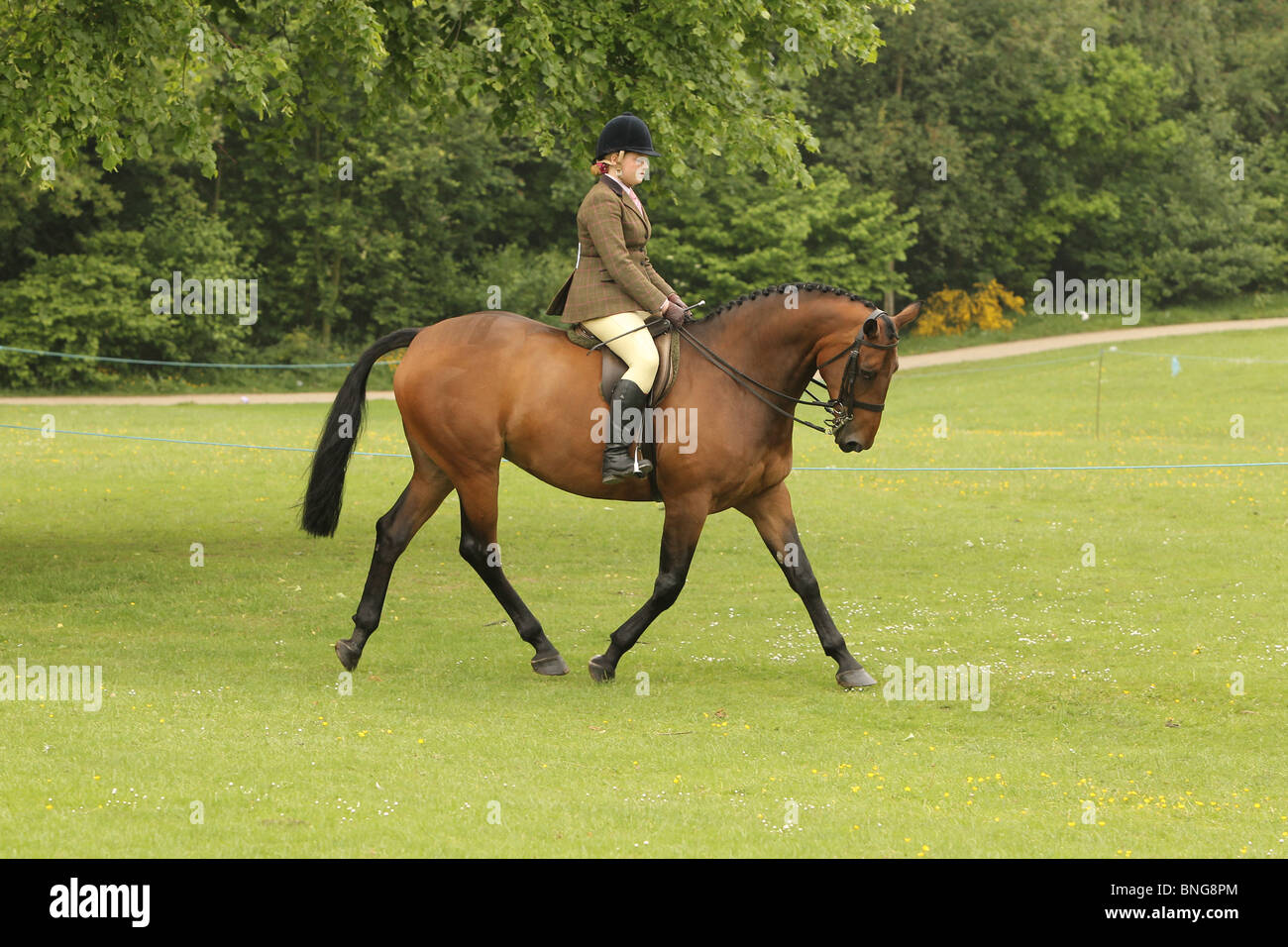 Cheval et cavalier de dressage Banque D'Images