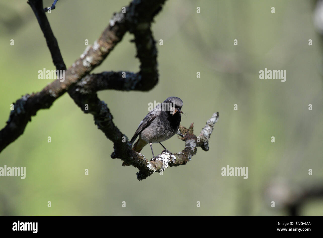 Phoenicurus ochruros Rougequeue noir, l, avec les proies. L'oiseau a pris les insectes et se repose sur un arbre. Banque D'Images