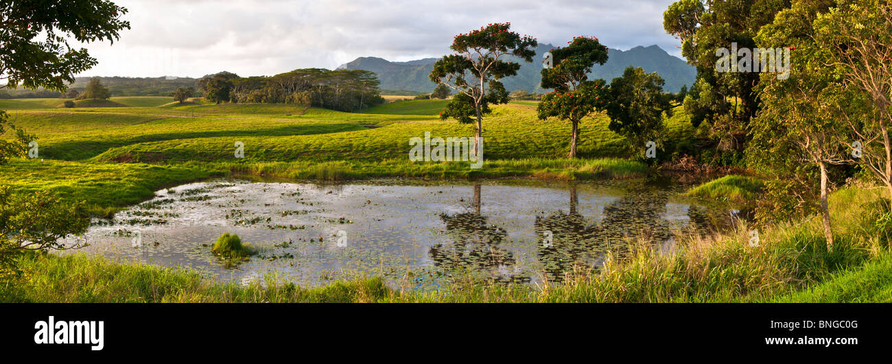 Étang et arbres au lever du soleil, Kauai, Hawaii Banque D'Images