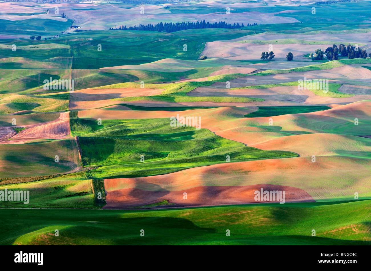 Nouvelle croissance du blé de printemps. La Palouse, près de Colfax, Washington. Banque D'Images