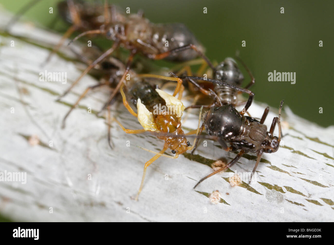 Lachnus roboris, un puceron, projetant sa peau et devenir une alate (avec des ailes). Une Fourmi Lasius niger est à proximité Banque D'Images