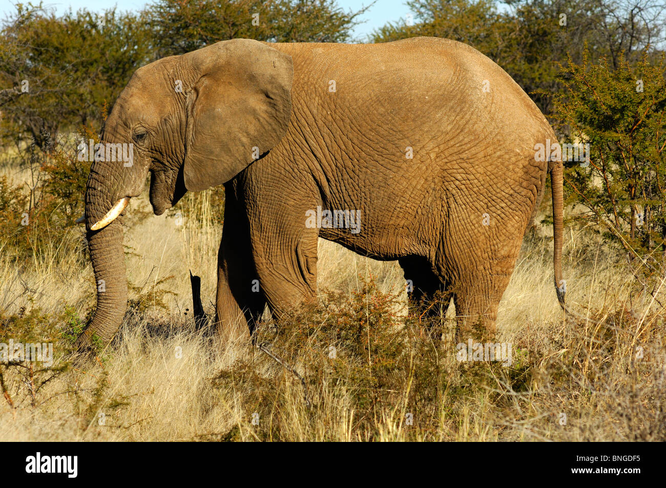 La quête d'éléphants d'Afrique dans le buisson d'savannah, Madikwe Game Reserve, Afrique du Sud Banque D'Images