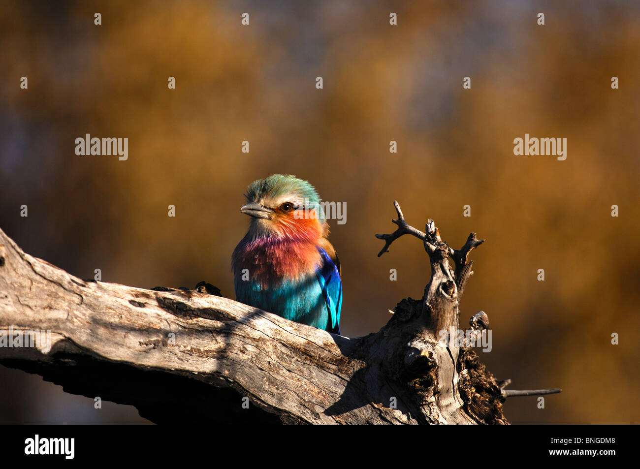 Lilac-breasted roller, Coracias caudatus, Madikwe Game Reserve, Afrique du Sud Banque D'Images