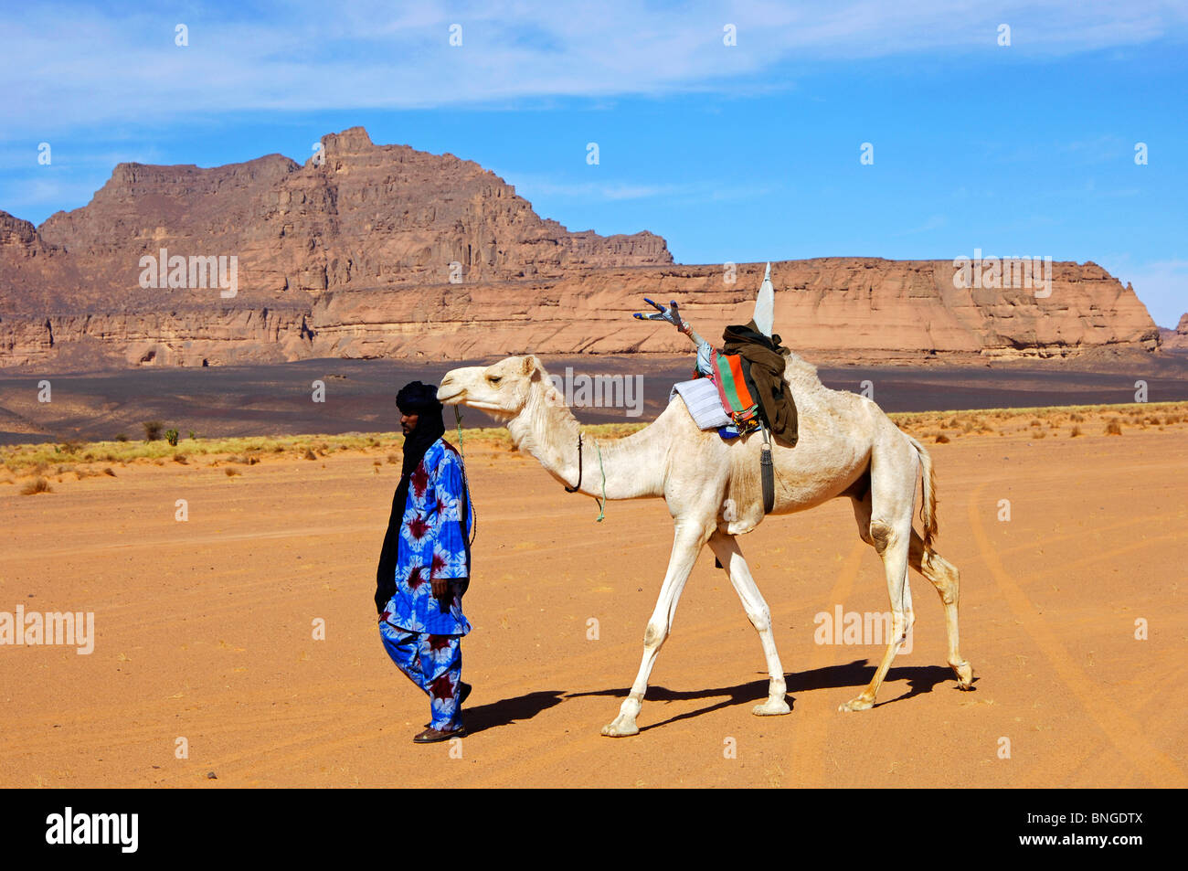 La tête d'un nomade touareg dromadaire Méhari blanc traditionnel avec une selle touareg dans le désert, désert du Sahara, la Libye Banque D'Images