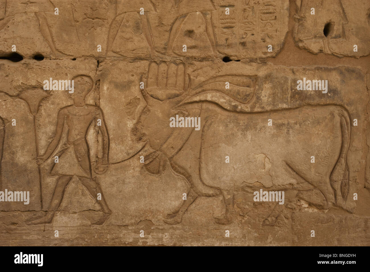 Temple de Ramsès III. Prêtre à la tête d'un taureau à l'abattage. Medinet-Habou. L'Égypte. Banque D'Images