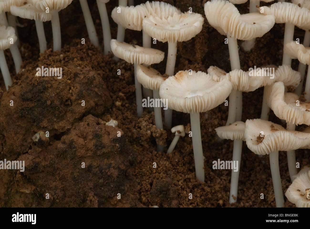 High angle de champignons dans la terre avec des formes répétitives Banque D'Images