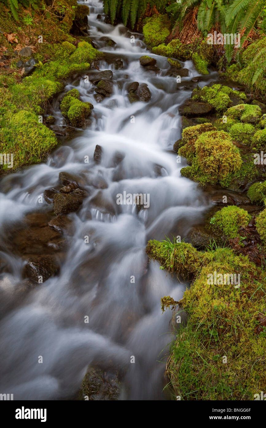 Ruisseau coule à travers une forêt, Olympic National Park, Washington State, USA Banque D'Images