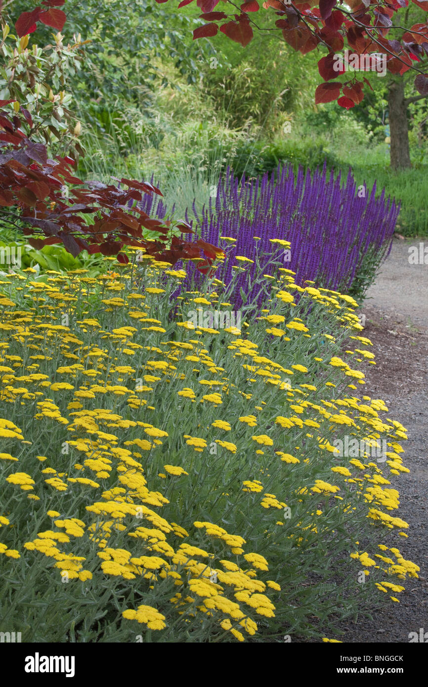Des fleurs dans un jardin, Oregon Garden, Silverton, Oregon, USA Banque D'Images