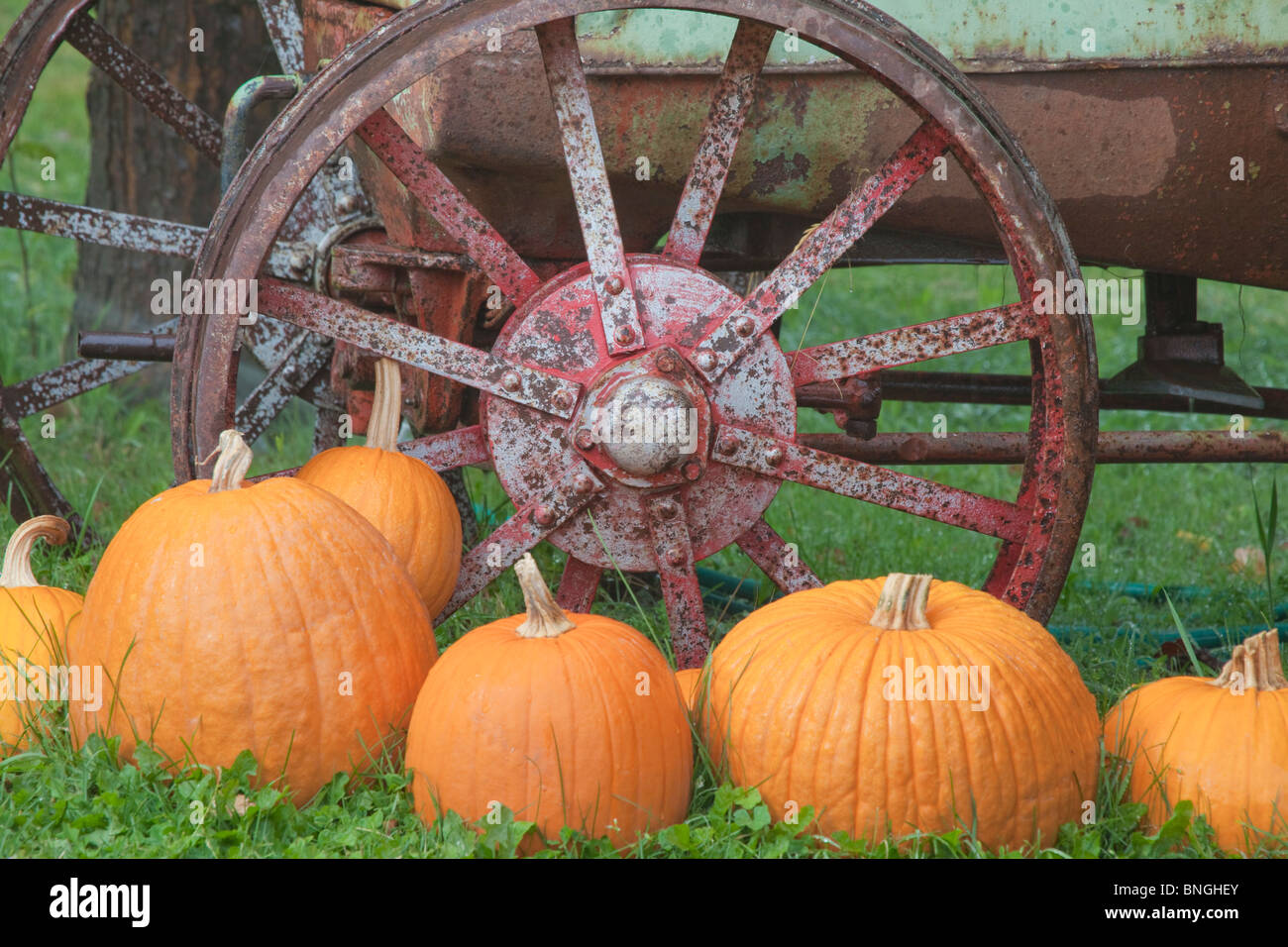 Vieux tracteur avec des citrouilles dans un champ, Keremeos, British Columbia, Canada Banque D'Images