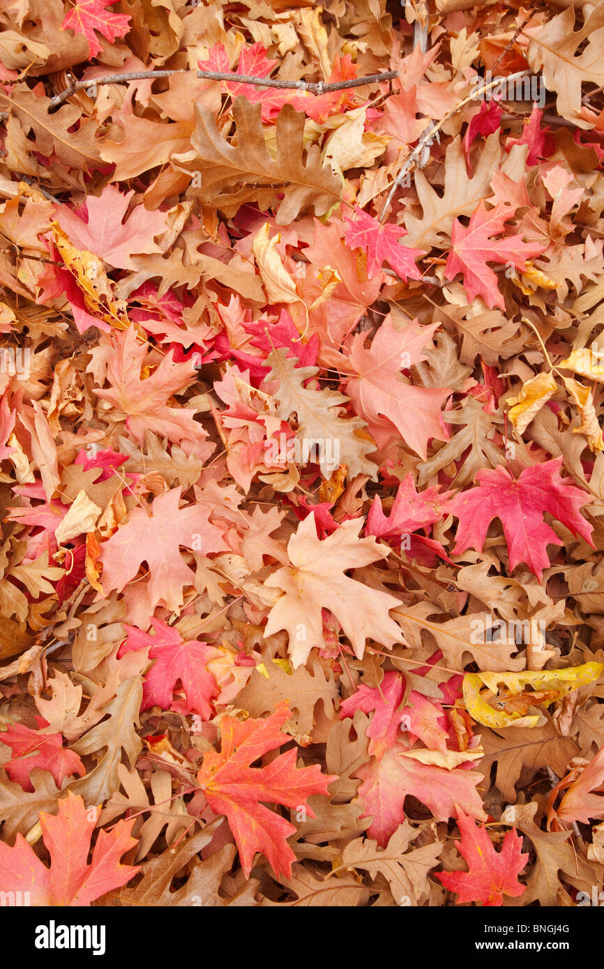 Close-up of Autumn Leaves, Zion National Park, Utah, USA Banque D'Images