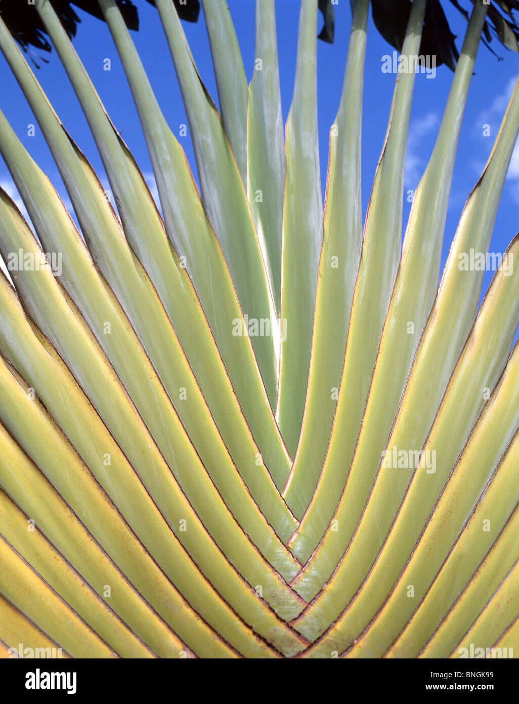 Palmier du voyageur (Ravenaia madagascariensis), Oahu, Hawaii, États-Unis d'Amérique Banque D'Images