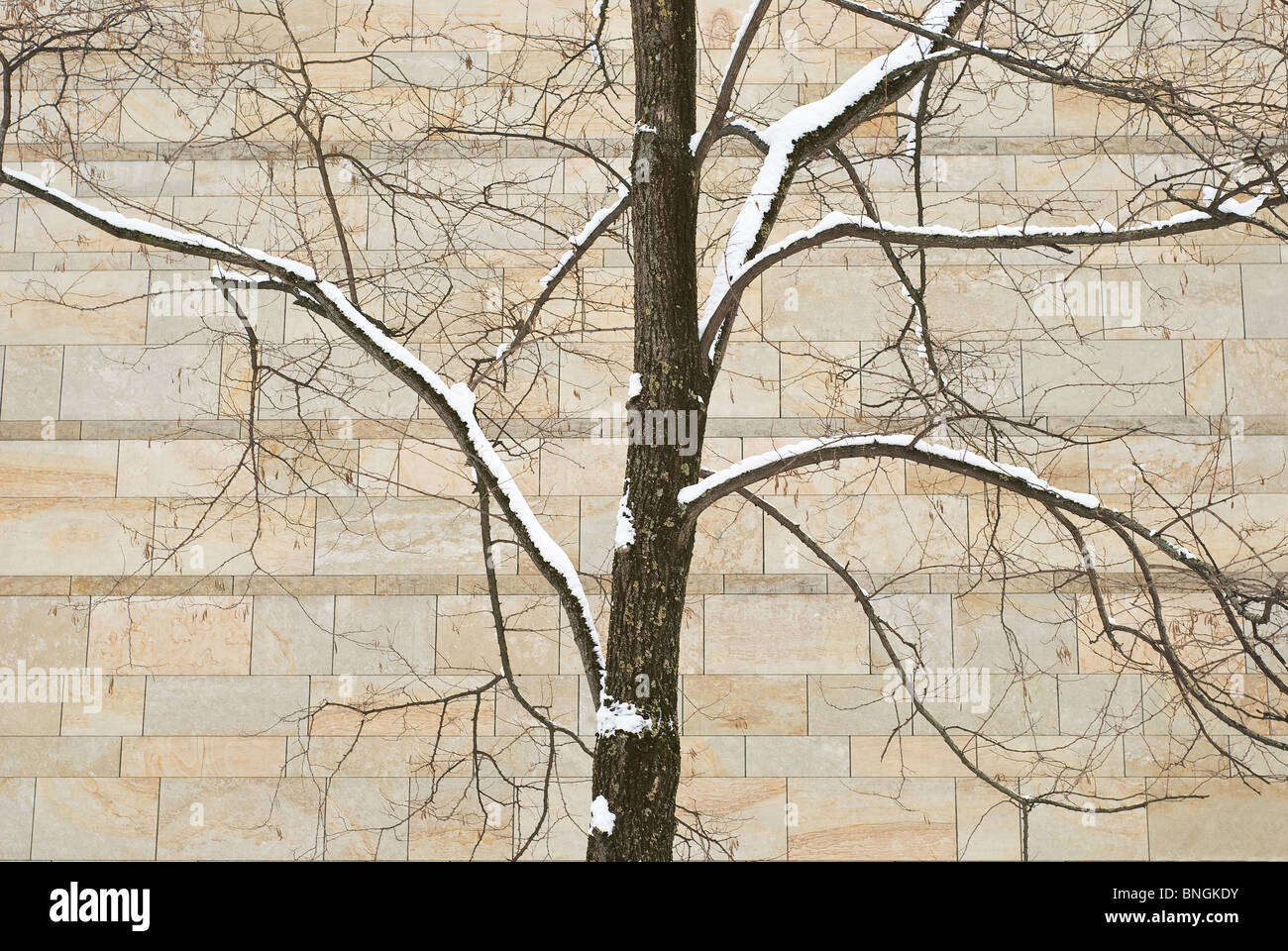 Arbre avec la neige contre un mur de pierre Banque D'Images