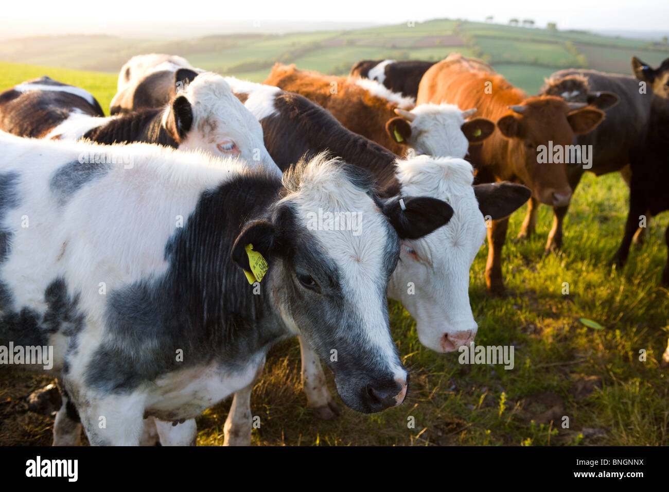 Curieux taureaux foule ensemble dans un champ les agriculteurs, Devon, Angleterre. Printemps (mai) 2009 Banque D'Images