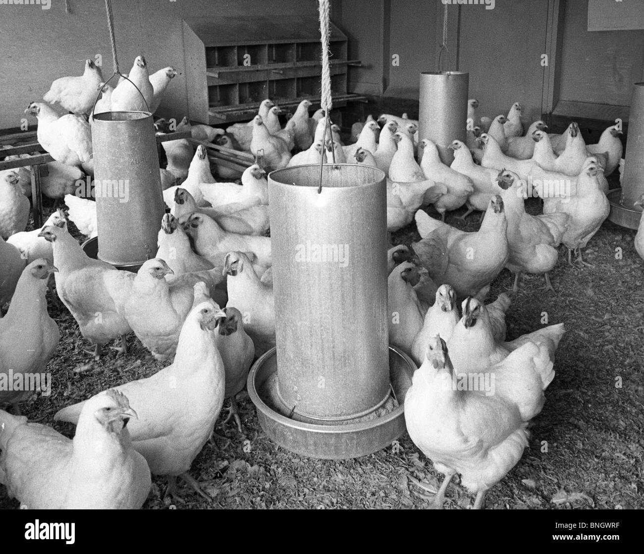 Portrait de poulets dans poulailler Banque D'Images
