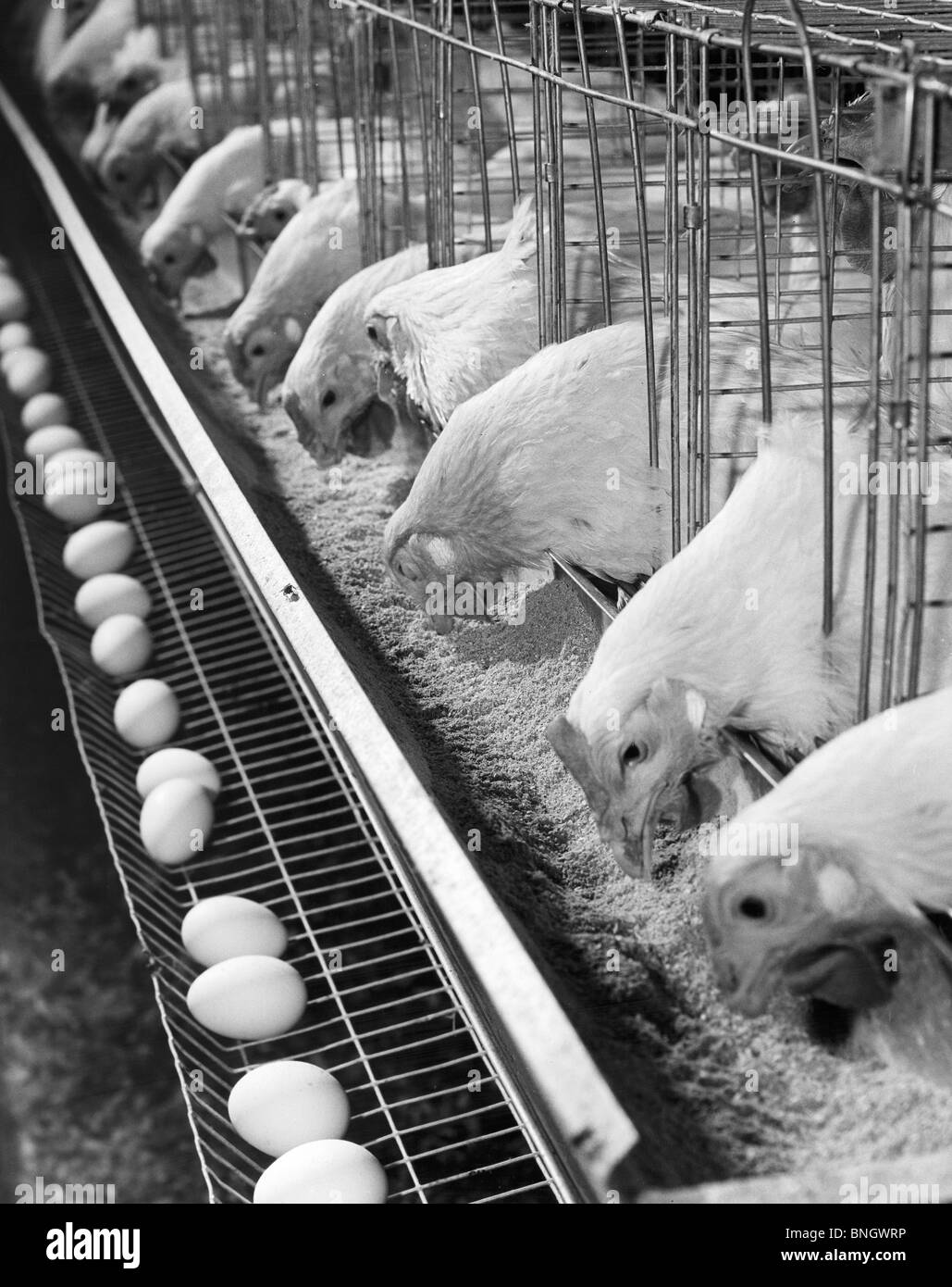 Poulets manger devant d'oeufs Banque D'Images