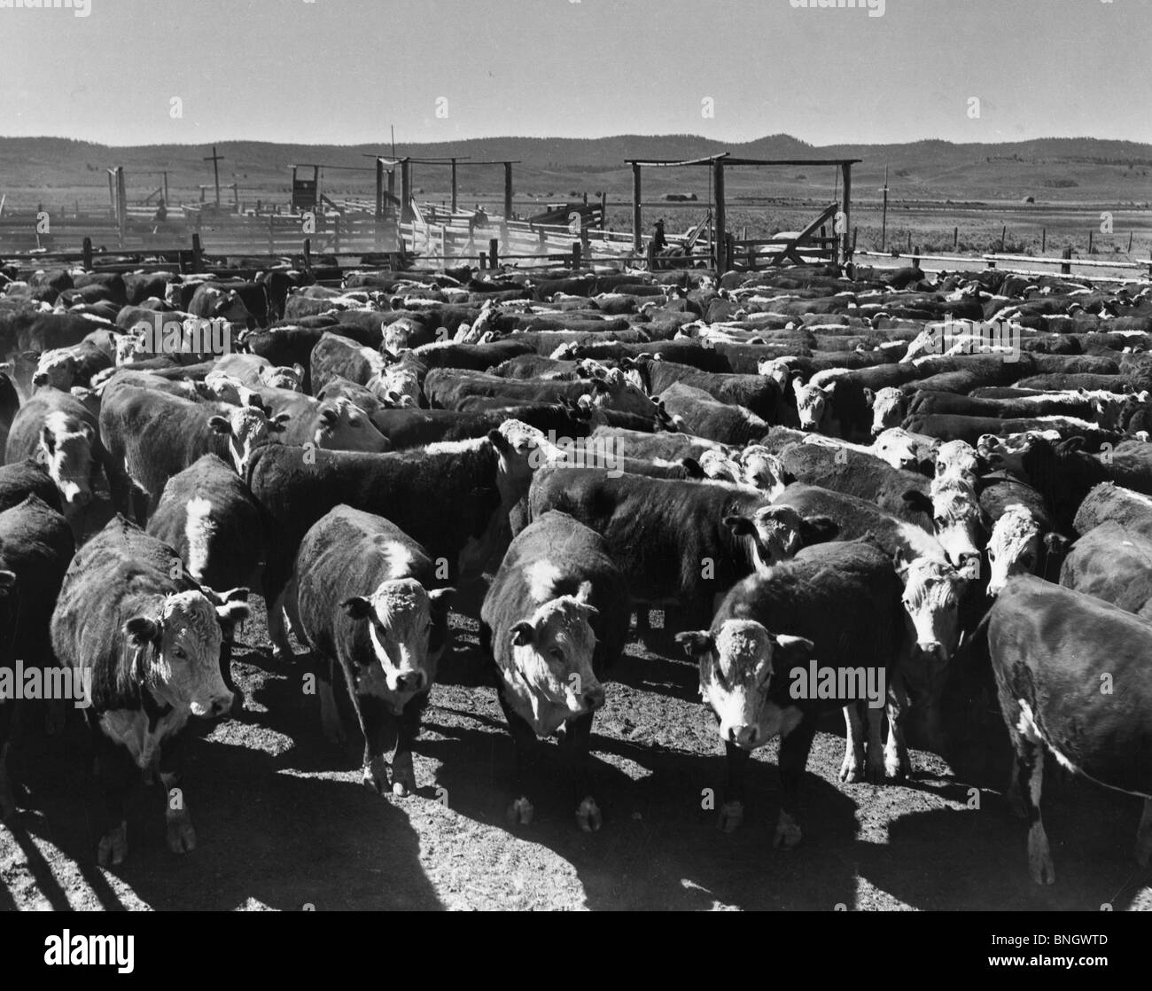 Troupeau de bétail à la plume Banque D'Images