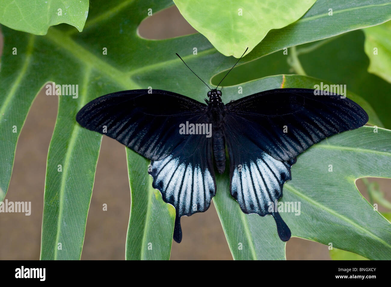 Ascalaphus Swallowtail Butterfly (Papilio ascalaphus) sur une feuille Banque D'Images