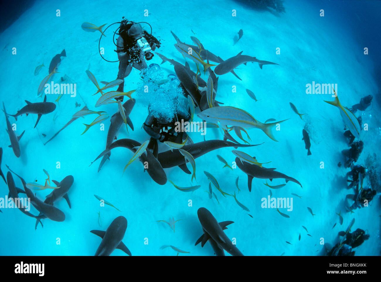 Gestionnaire de requins requins de récifs des Caraïbes rss (Carcharhinus perezi), Bahamas - Mer des Caraïbes. Banque D'Images