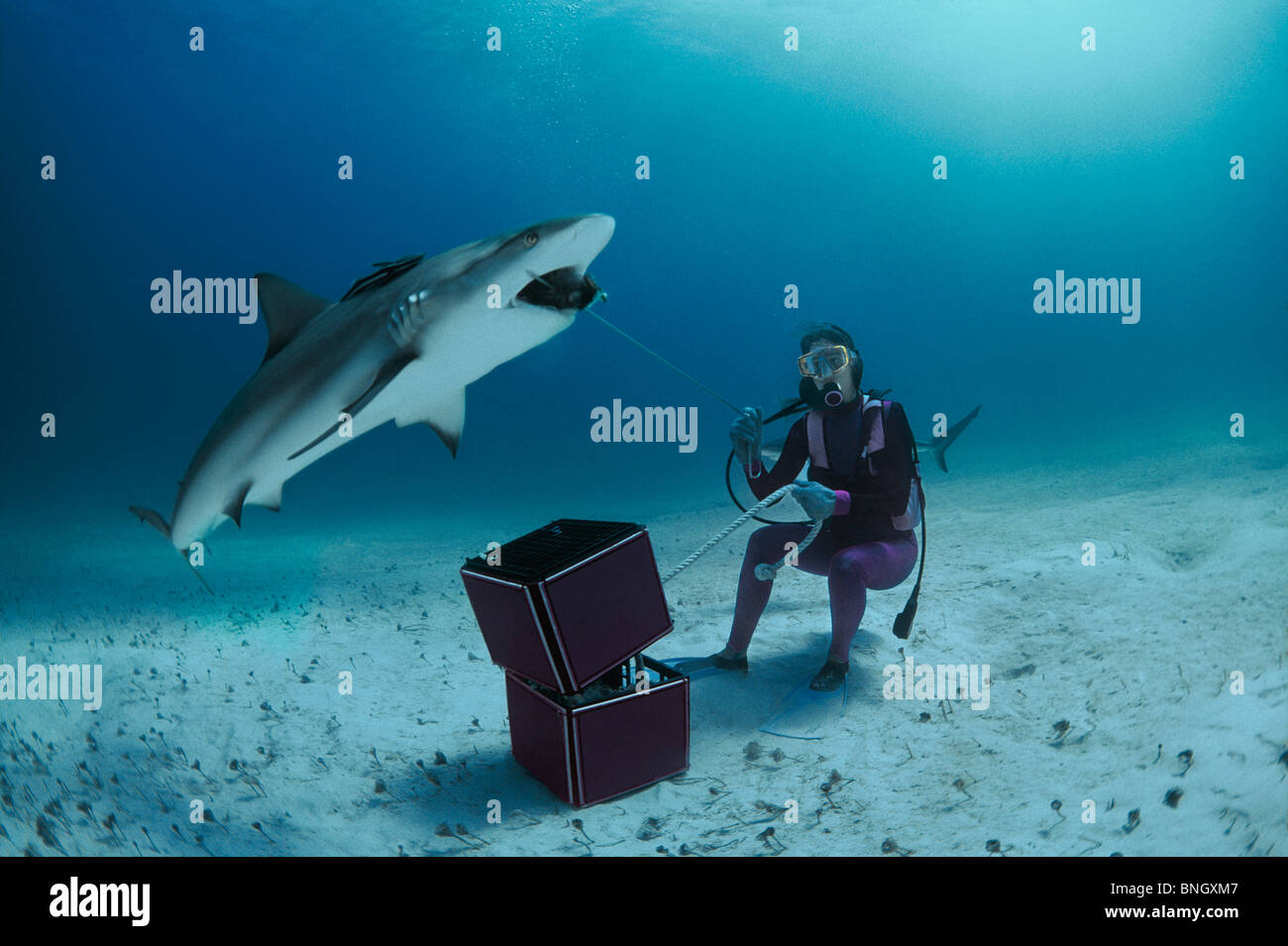 Gestionnaire rss requin requin de récif des Caraïbes (Carcharhinus perezi), Bahamas - Mer des Caraïbes. Banque D'Images