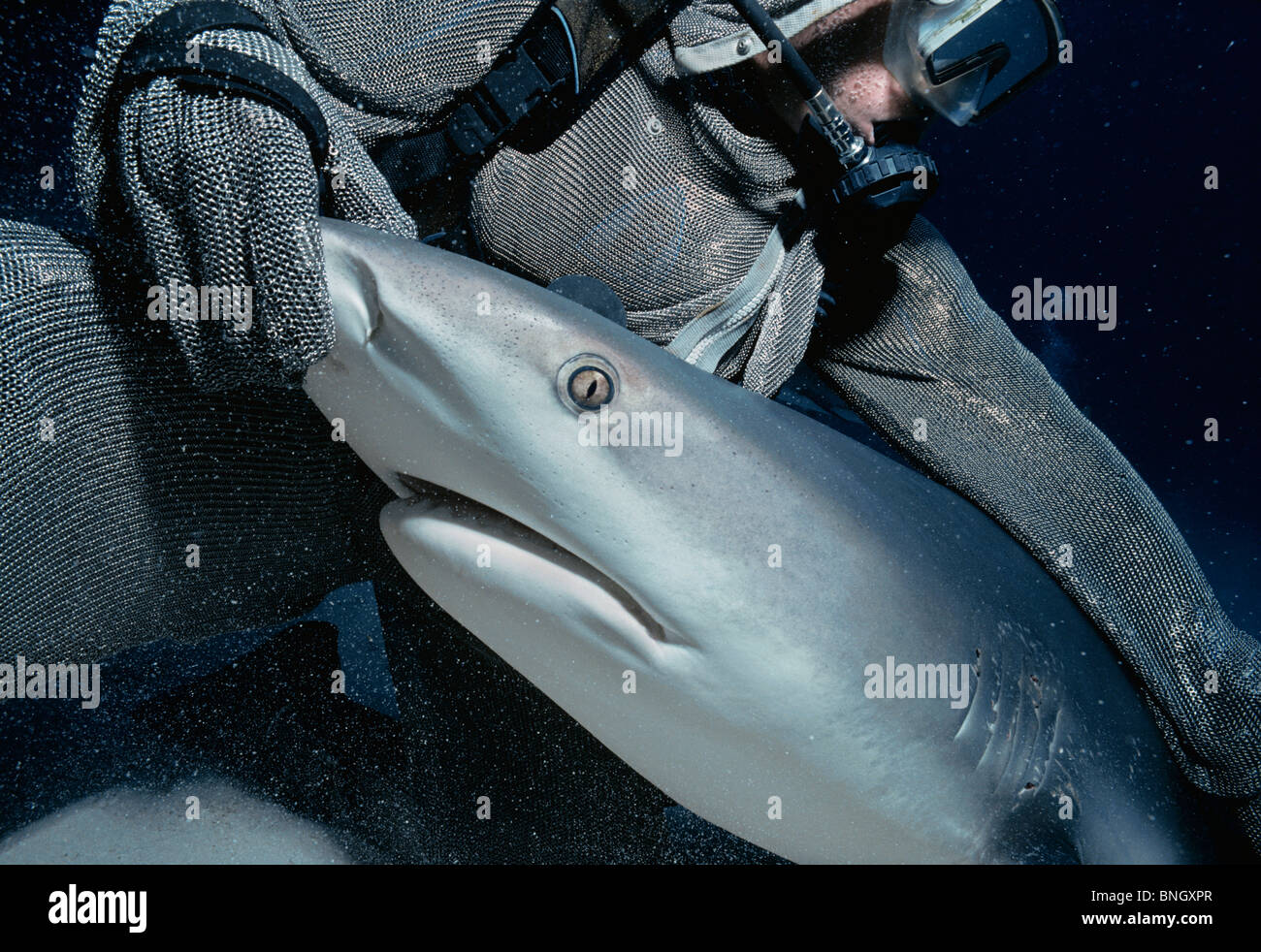 Requin de récif des Caraïbes (Carcharhinus perezi) qui a lieu dans la transe hypnotique à shark handler, Bahamas - Mer des Caraïbes. Banque D'Images