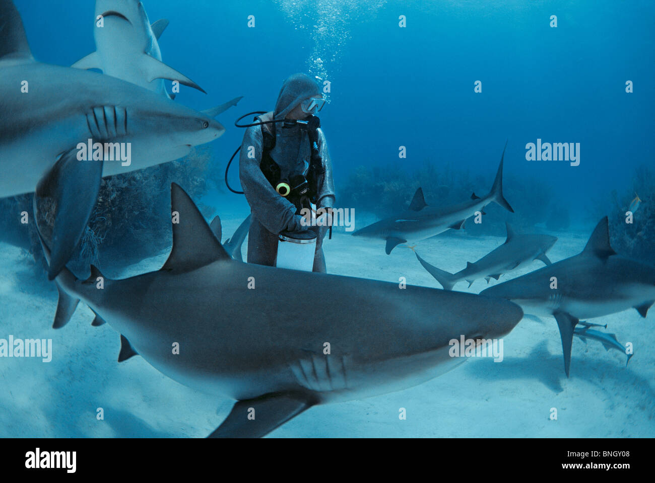 Gestionnaire de requins requins de récifs des Caraïbes rss (Carcharhinus perezi), Bahamas - Mer des Caraïbes. Banque D'Images