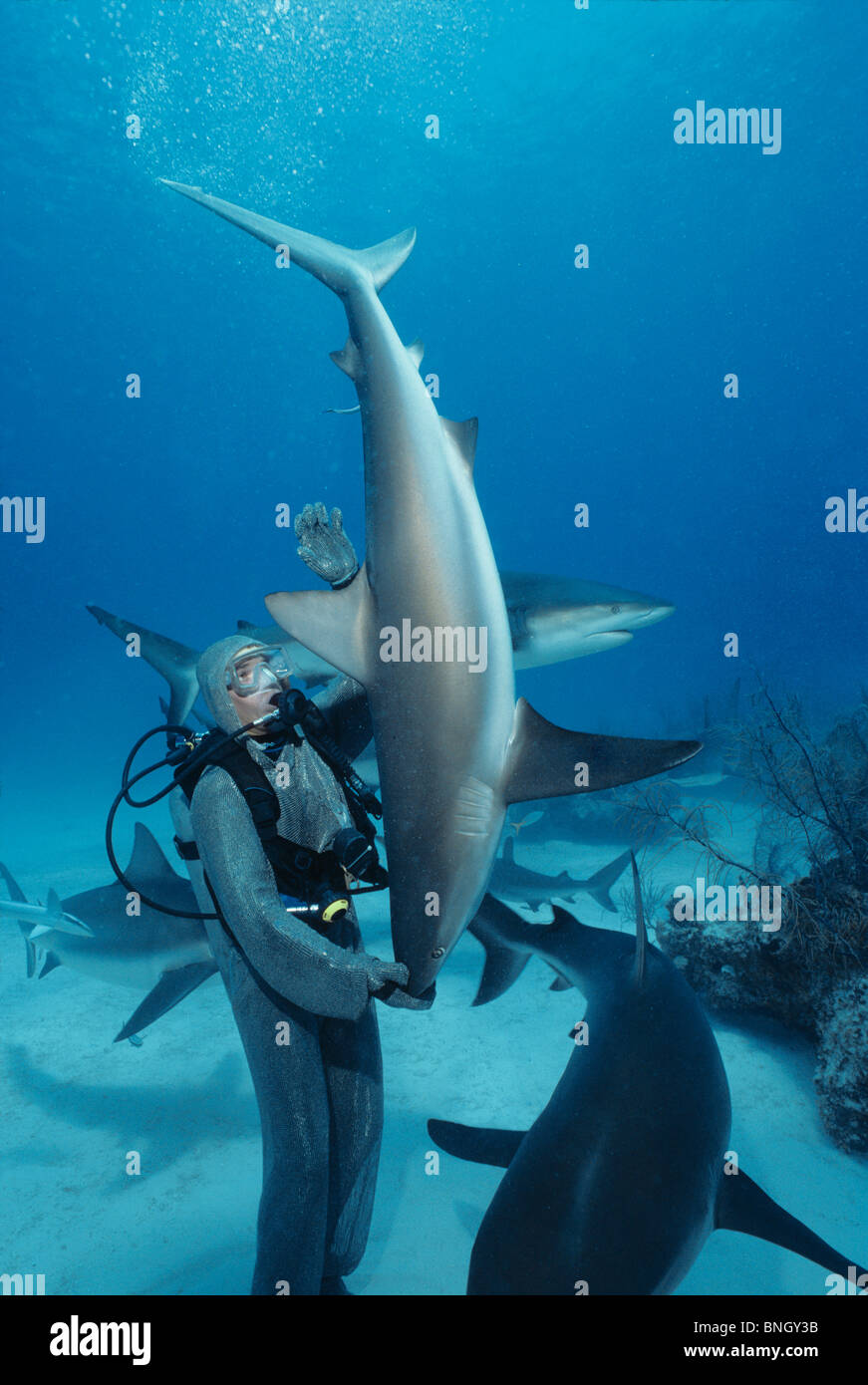Requin de récif des Caraïbes (Carcharhinus perezi) en transe hypnotique a été levé par gestionnaire de requins, Bahamas - Mer des Caraïbes. Banque D'Images