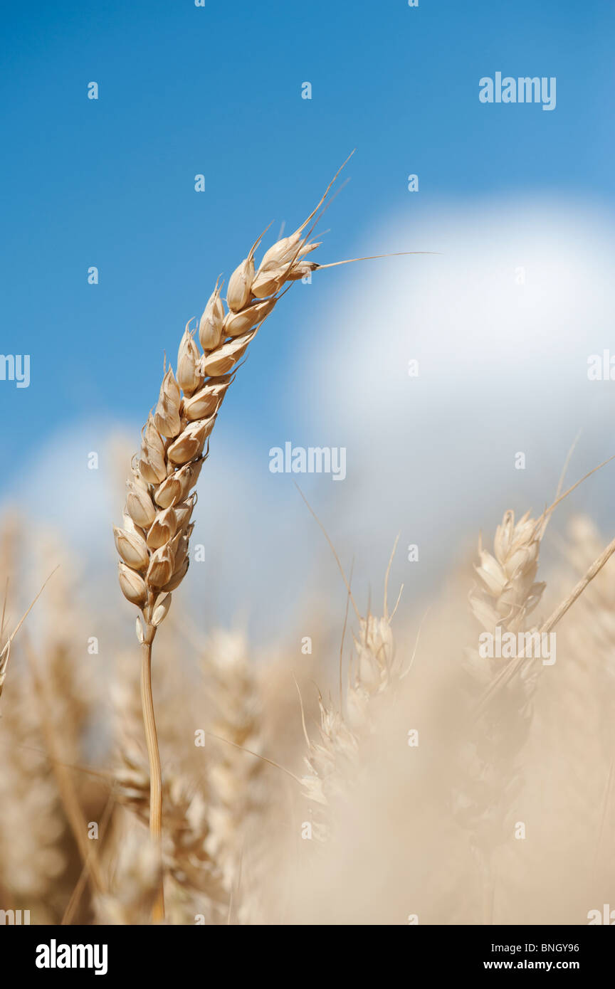 Triticum aestivum. Dans un champ de blé dans la campagne anglaise Banque D'Images