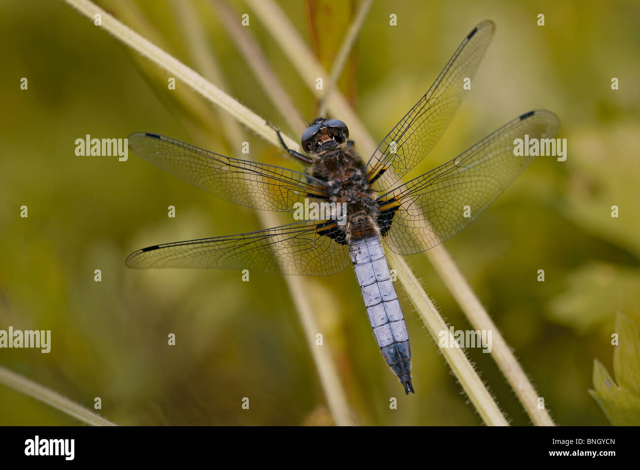 Rares Libellula fulva Chaser, Dorset, UK Banque D'Images