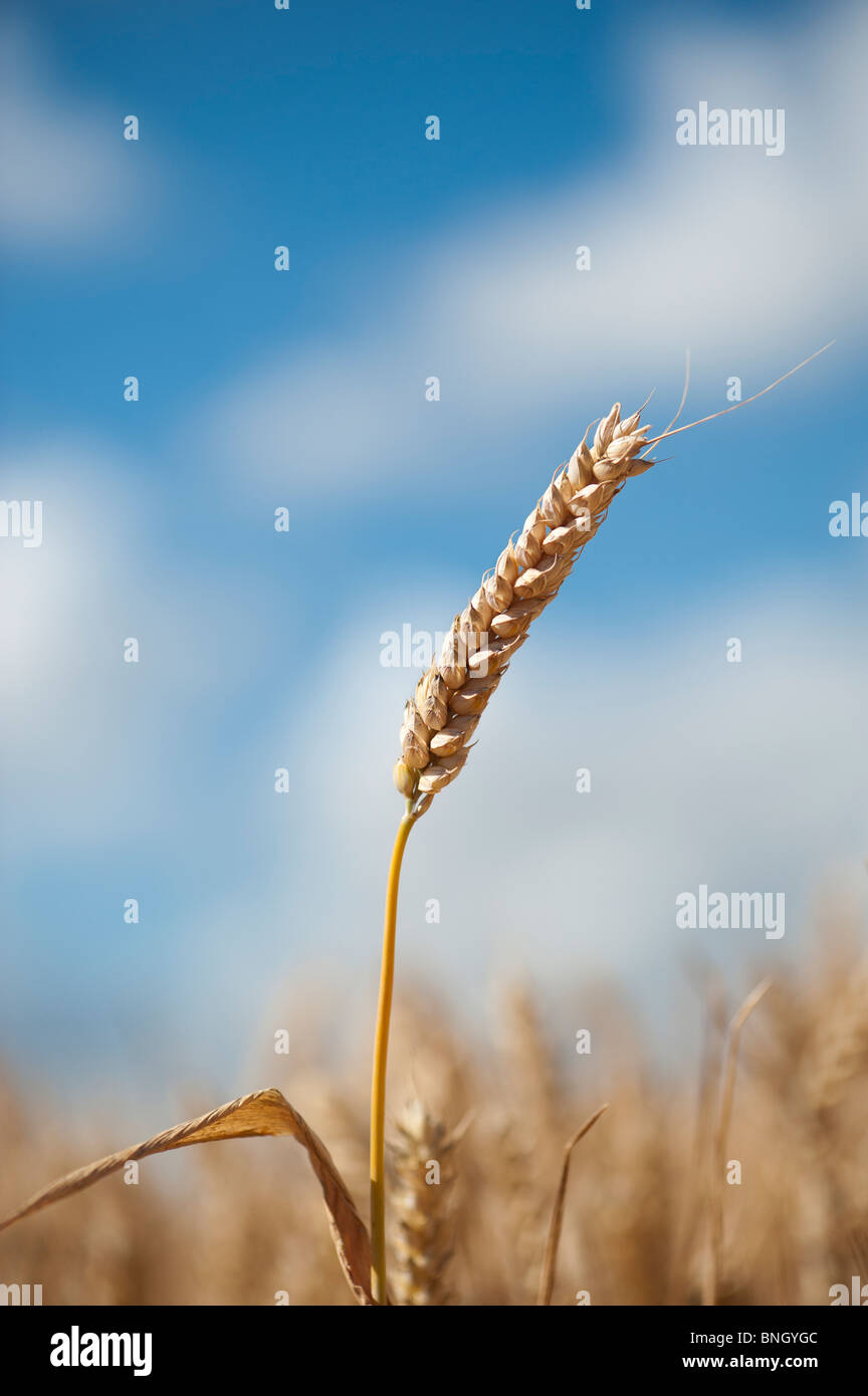 Triticum aestivum. Dans un champ de blé dans la campagne anglaise Banque D'Images