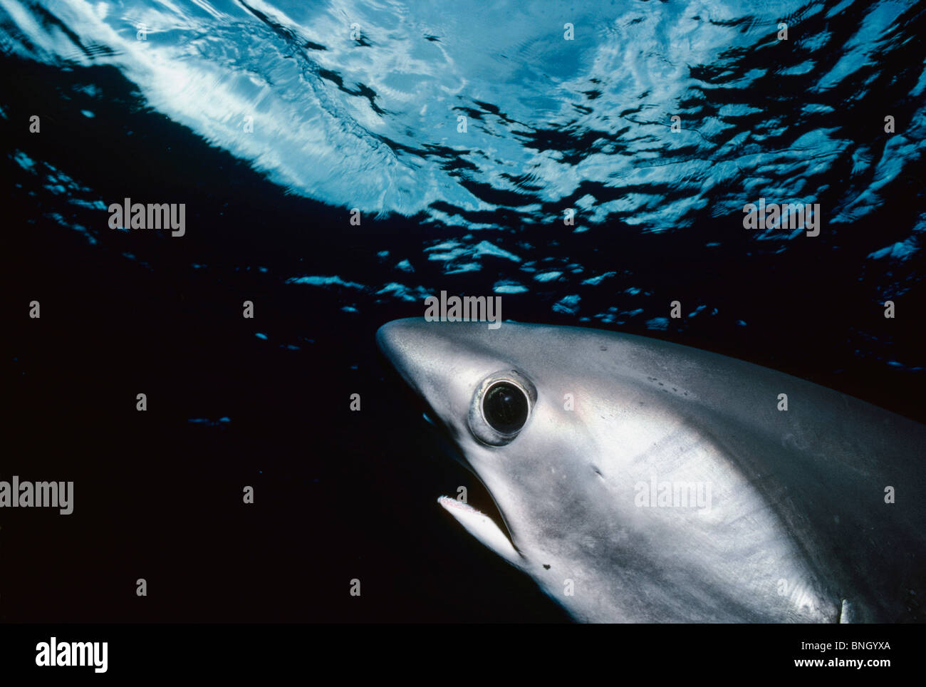 Le requin (Aliopa superciliosus, Cocos Island, Costa Rica - Océan Pacifique. Banque D'Images
