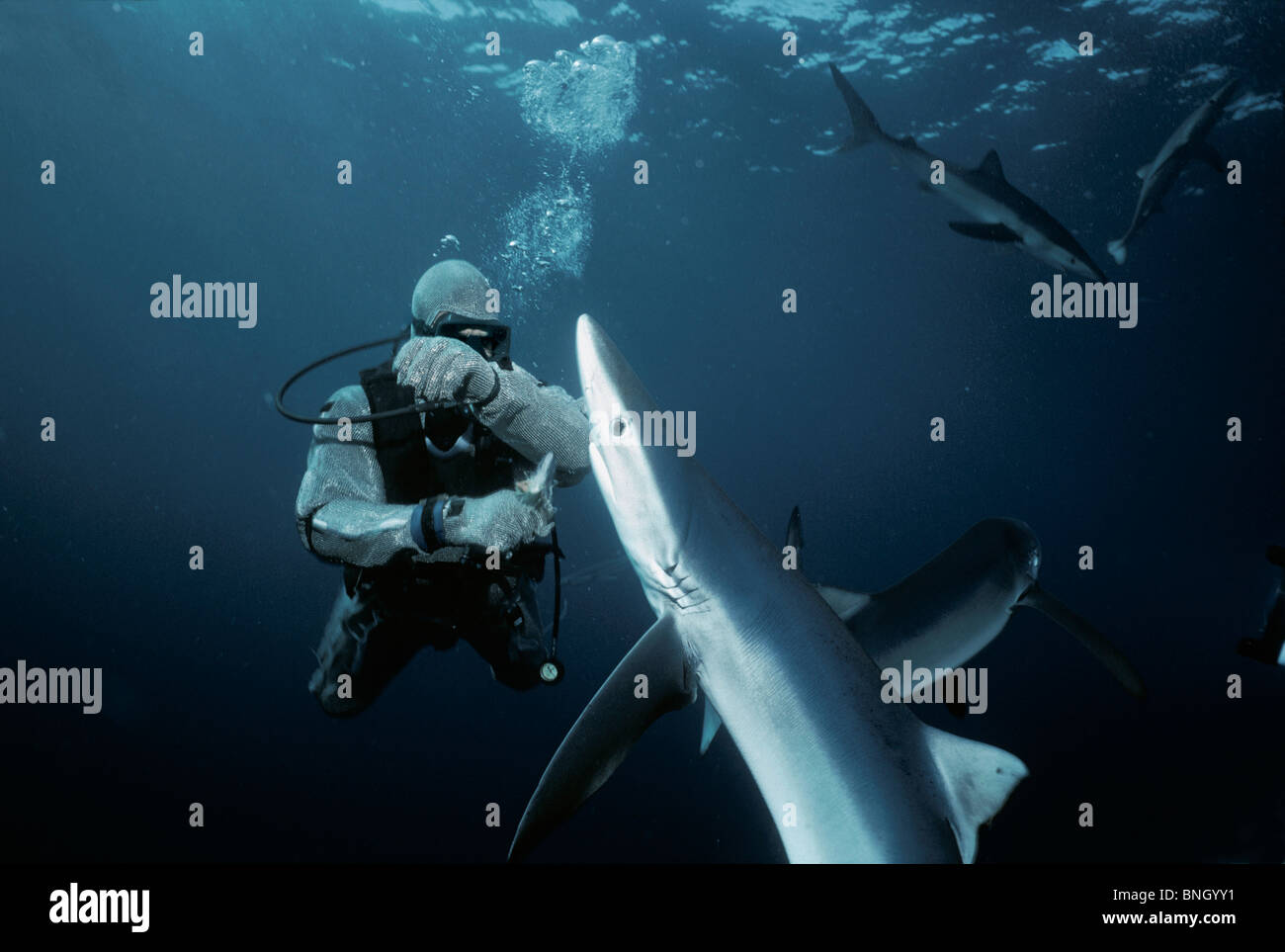 Alimentation plongeur Requin bleu (Prionace glauca), Californie (USA) - l'océan Pacifique. Banque D'Images