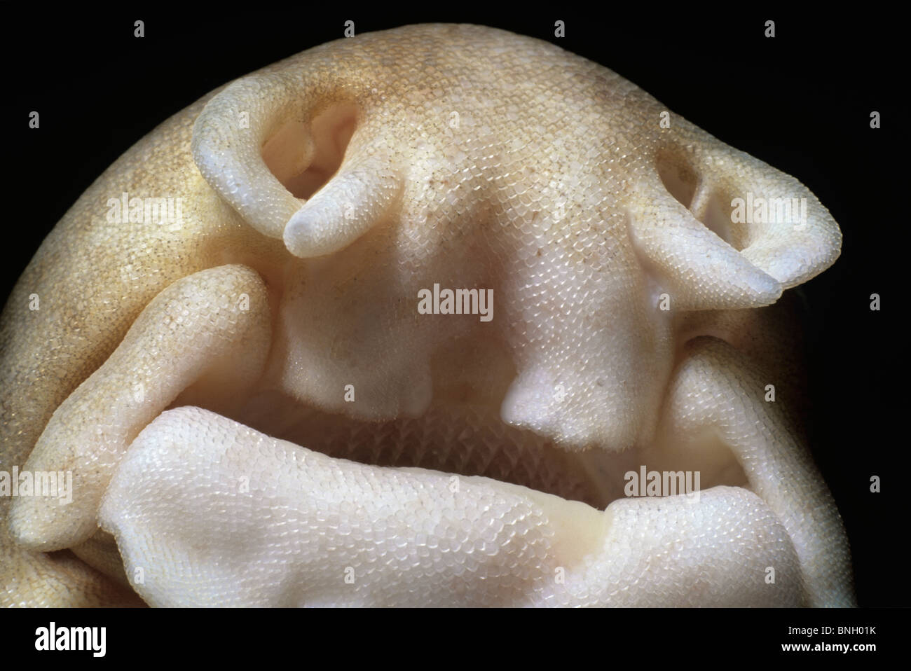 Bouche de requin bambou (Chiloscyllium punctatum), Perth, Australie - l'Océan Indien. Banque D'Images