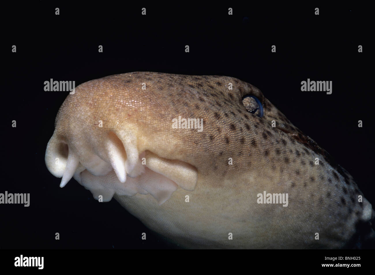 Bouche de requin épaulette (Hemiscyllium ocellatum) la nuit, Perth, Australie - l'Océan Indien. Banque D'Images