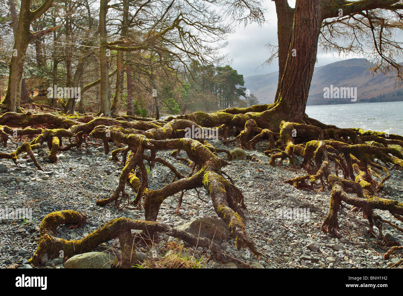 Les racines des arbres exposés par l'eau sur les interdictions de Derwent Water dans le Lake District Banque D'Images