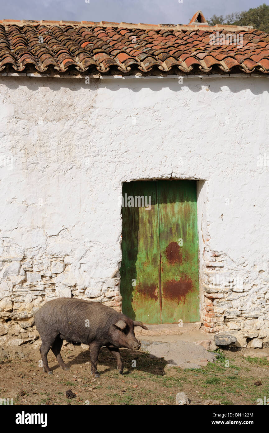 La Sierra de Aracena, province de Huelva, Andalousie Espagne acorn porc Iberico Pata Negra de pâturage Jamon Jamon Serrano ibérico de bellota Banque D'Images