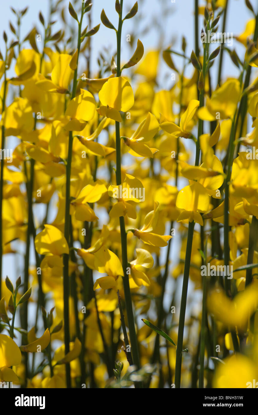 Fleurs sauvages jaune Andalousie Espagne Banque D'Images