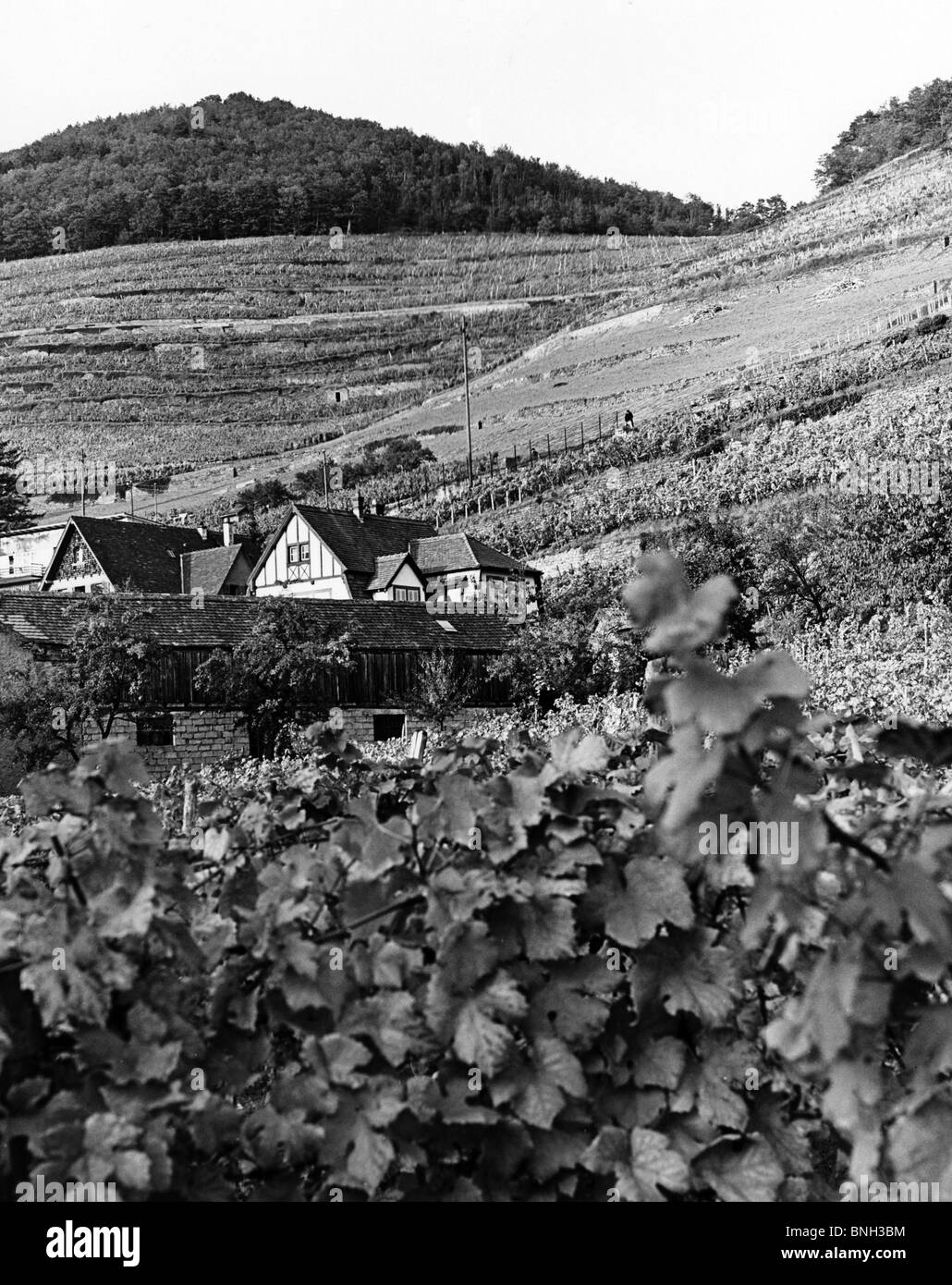 Bâtiments dans un vignoble, Alsace, France Banque D'Images