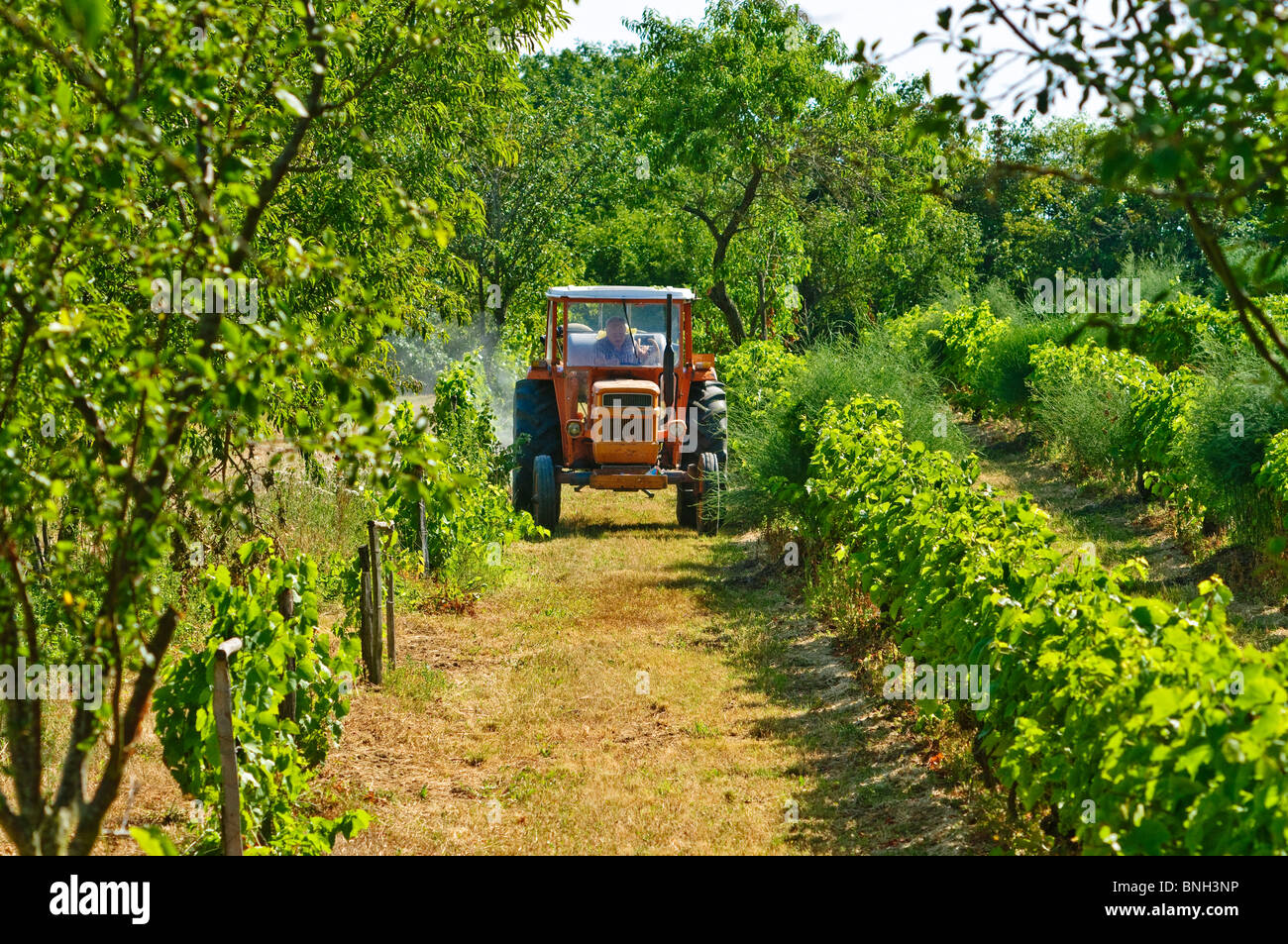 La pulvérisation du tracteur Someca vignes - Indre-et-Loire, France. Banque D'Images