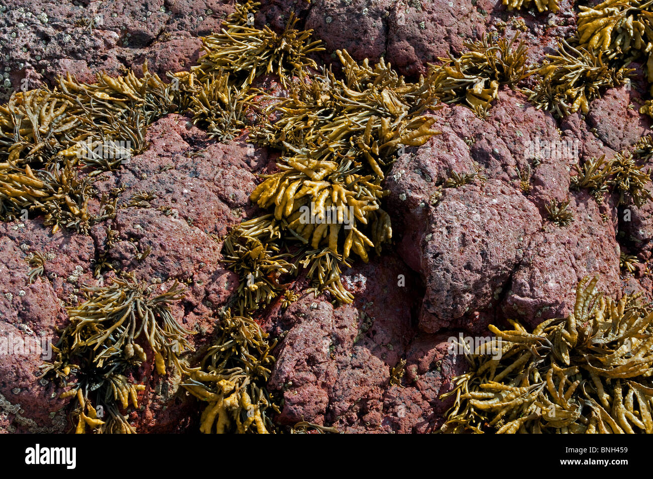 Rocher de grès rouge couverts d'algues à cawsand à Cornwall, uk Banque D'Images