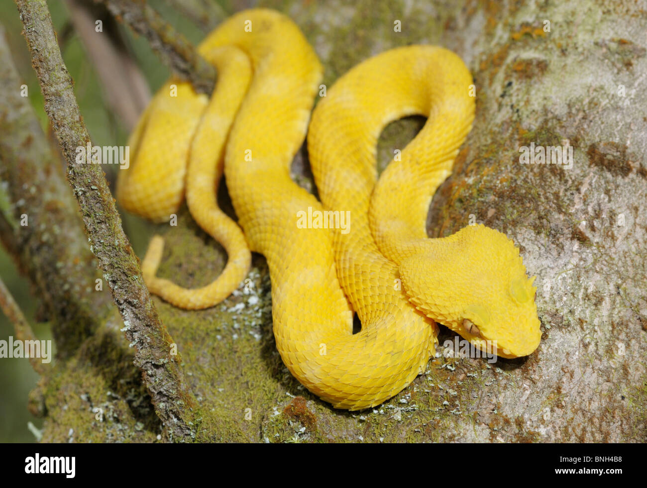 Bothriechis schlegelii cils, Viper, parc national Arenal, Costa Rica Banque D'Images