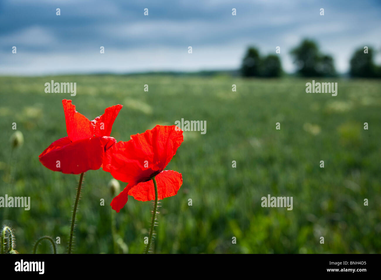 British Red poppies in field Banque D'Images