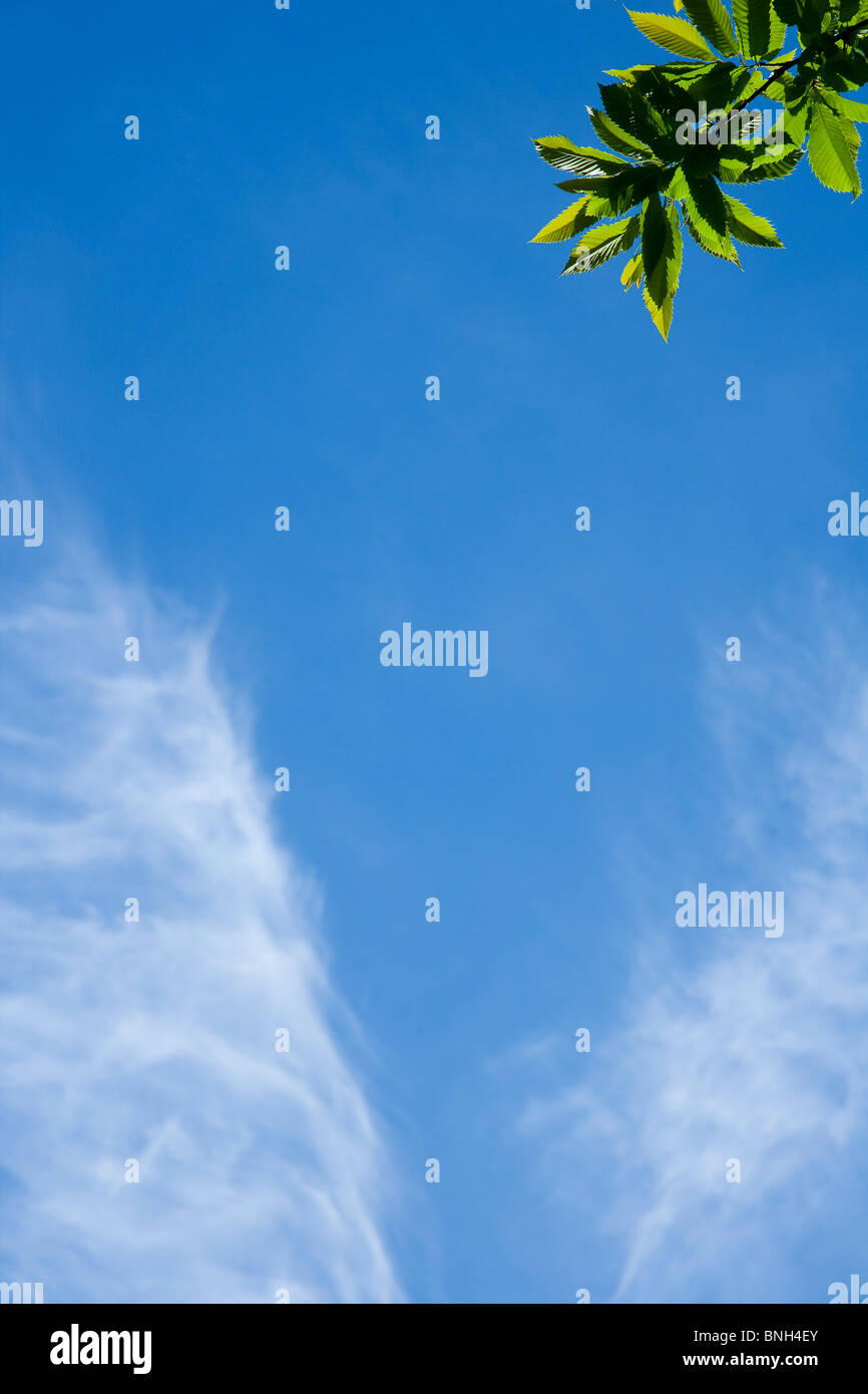 Ciel bleu et nuages et des surplombs de branche d'arbre à feuilles Banque D'Images