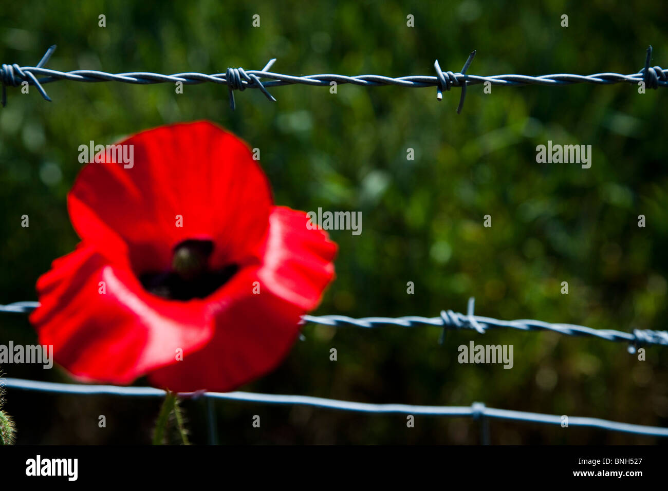 British Red poppies in field Banque D'Images
