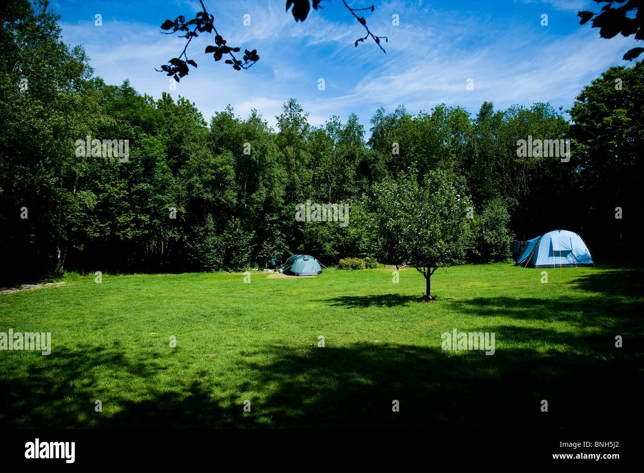 Camping La Ferme des bois, Kent. Avis de tente en clairière herbeuse dans les bois Banque D'Images