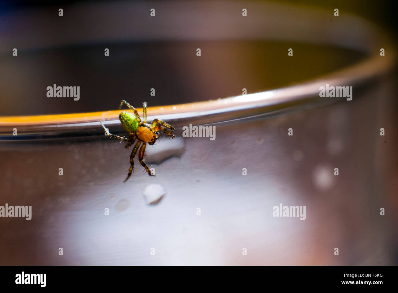 Araignée sur le bord de la glace. Araniella cucurbitina araignée concombre, Banque D'Images