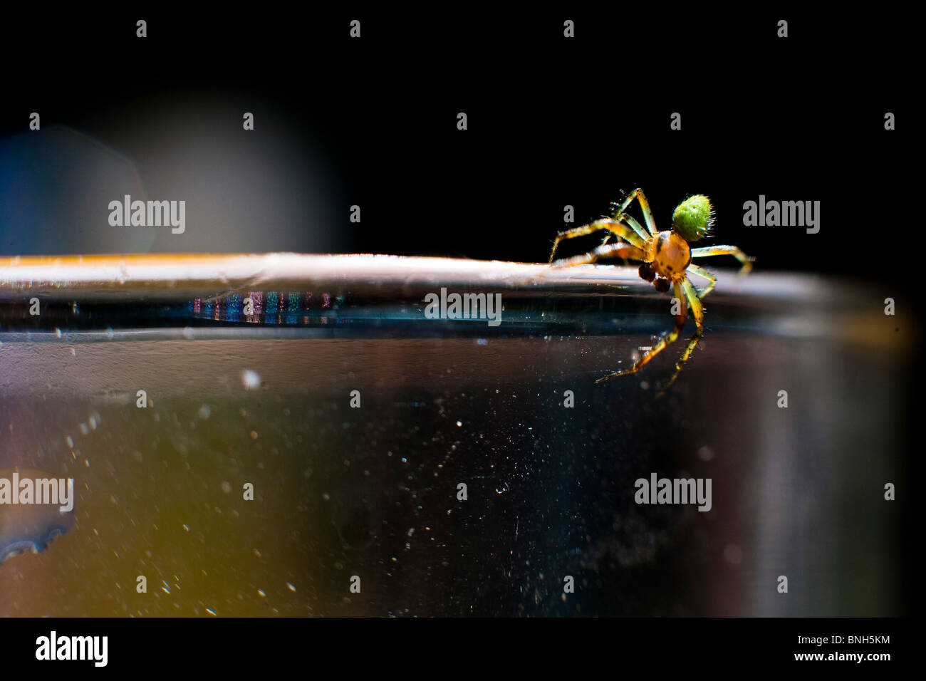 Araignée sur le bord de la glace. Araniella cucurbitina araignée concombre, Banque D'Images