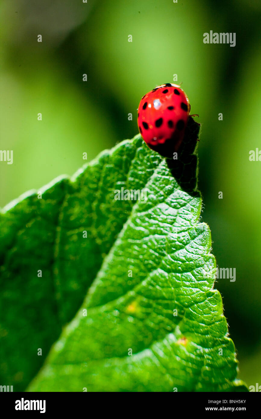 La Coccinelle rouge et noir/ ladybug assis sur une feuille Banque D'Images